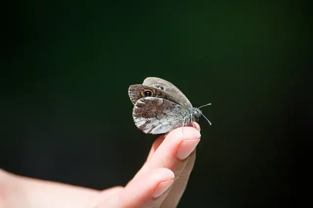 mariposa transformacion pnl